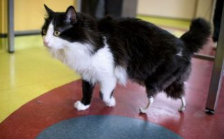 Após ser atropelado, gatinho ganha ‘patas biônicas’ e volta a andar normalmente