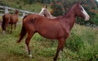 Paraty sem charretes: comissão da OAB/RJ debaterá pauta neste sábado