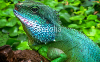 Fêmea de espécie de lagarto consegue gerar filhotes sem a presença de macho