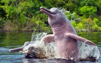 O massacre silencioso dos Golfinhos e Botos