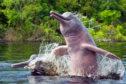 Tucuxi na lista vermelha: todos os botos de rio do mundo agora ameaçados