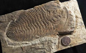 Pesquisadores acreditam ter encontrado o “Rei” dos animais pré-históricos