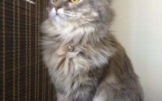 STJ entende que condomínio não pode proibir morador de ter animal