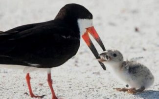 Quando o alimento é o cigarro
