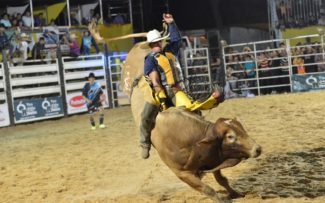 Comissão dos Animais da OAB não quer Rodeio em Araruama/RJ