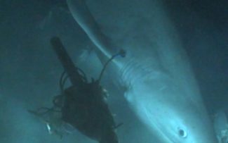 Biólogos rastreiam rara espécie de tubarão que vive no fundo do oceano