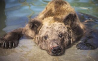 Animal não é coisa – Projeto avança no Senado