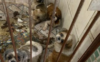 ‘Canil do terror’, diz presidente de comissão da OAB-RJ sobre local fechado pela polícia na Zona Norte do Rio