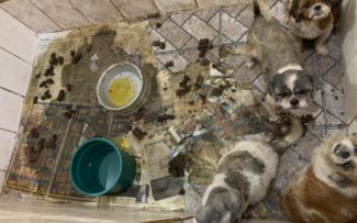 Vigilância Sanitária interdita e multa canil que mantinha animais sob maus tratos