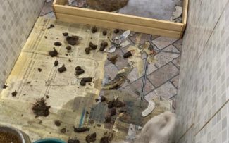 Polícia fecha canil ilegal na Zona Norte do Rio