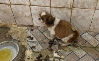 Fechado canil clandestino no RJ