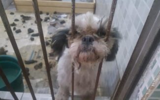 Defesa dos Animais fecha Canil no RJ