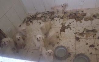 Animais são encontrados em condições insalubres em ‘canil do terror’ no Grajaú