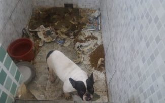 Polícia fecha canil ilegal na zona norte do Rio