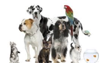 Entidades cearenses vão a Brasília debater reclusão para maus-tratos a animais