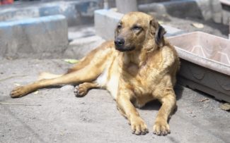 RJ possui 12 mil animais em ONGs esperando um lar, diz instituto