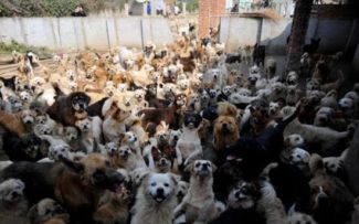 Reynaldo Velloso quer desconto no Imposto de Renda para empresas que ajudarem Abrigos.