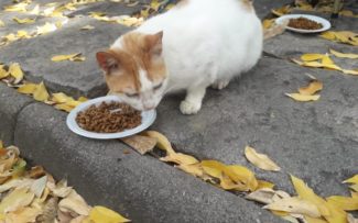Gatos do Campo de Santana/RJ