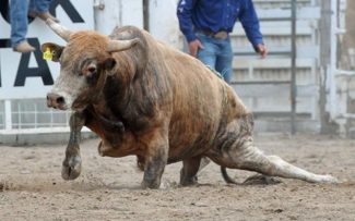 Fim dos Rodeios no Rio de Janeiro pode virar jurisprudência.