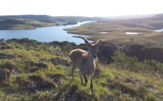 Justiça determina que cervo transferido para Gramado seja devolvido para São Francisco de Paula