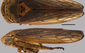 Nova espécie de inseto é descoberta no litoral do Paraná