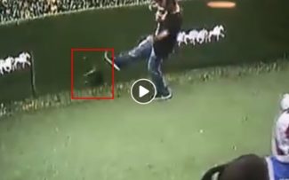 Polícia investiga caso de maus tratos a gato no Jockey Club da Gávea