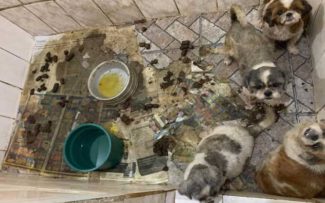 Canil do Terror: OAB recebe novas denúncias