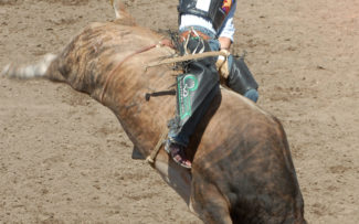 CPDA atuará como fiscal em rodeio na Região dos Lagos