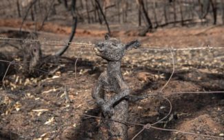 Austrália: 1 bilhão de animais mortos