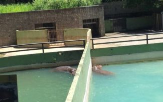 Novo Zoo promete reunir casal de hipopótamos separado há 15 anos