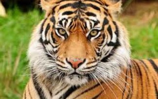 Comissão cria coordenação para inspecionar Zoológico do Rio