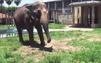 OAB cria CTI para inspecionar Zoológico