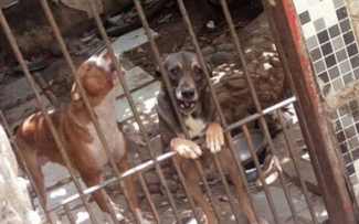 Lei que cria delegacia de combate aos maus-tratos contra animais é sancionada