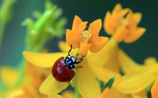 Brasil ganha centro avançado de pesquisas sobre controle biológico