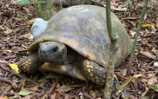 Jabuti-tinga volta ao Parque Nacional da Tijuca depois de 200 anos extinto