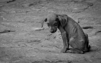 Rio terá delegacia de combate aos maus-tratos contra animais