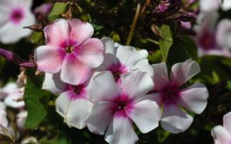 O poder das plantas: como elas se recuperam após golpes