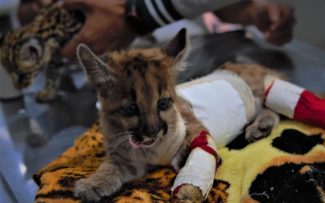 AGU pede cassação de liminar que proíbe abate de animais apreendidos por maus-tratos