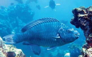 Chip com GPS é esperança para salvar o budião-azul