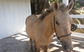 A égua Flor e o direito de seu filho a nascer