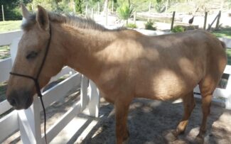 A luta pela vida da égua Flor e de seu filhote que vai nascer