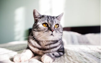 Justiça impede que gatos comunitários sejam expulsos de condomínio