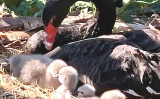 Vitória da vida no Parque Guinle/RJ