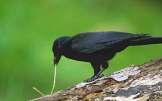 A surpreendente inteligência do Corvo