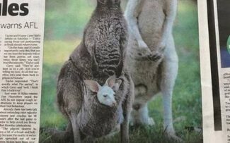 Raríssimo canguru albino nasce na Austrália