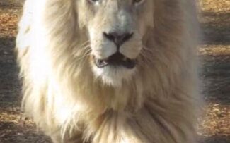 Santuário de Leões