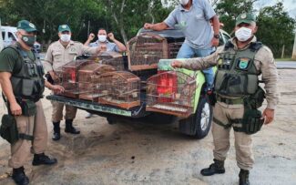 Patrulha Ambiental apreende pássaros/RJ