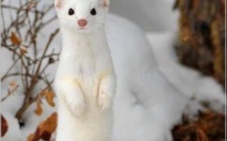 Dinamarca vai massacrar 17 milhões de Martas