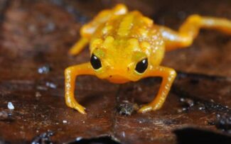 Vitória da natureza