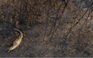 Aumento do desmatamento no Brasil piora risco de zoonoses e covid.